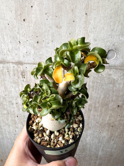 【現品限り】アデニウム・DHA 大株 葉巻【C86】 Adenium DHA