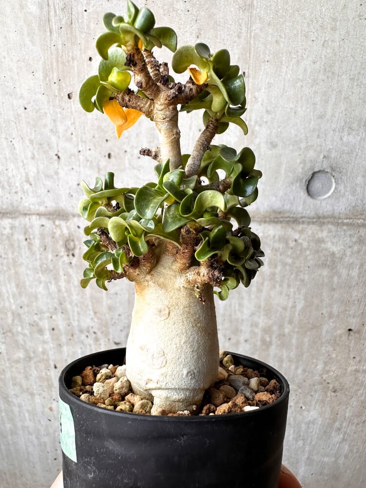 【現品限り】アデニウム・DHA 大株 葉巻【C86】 Adenium DHA