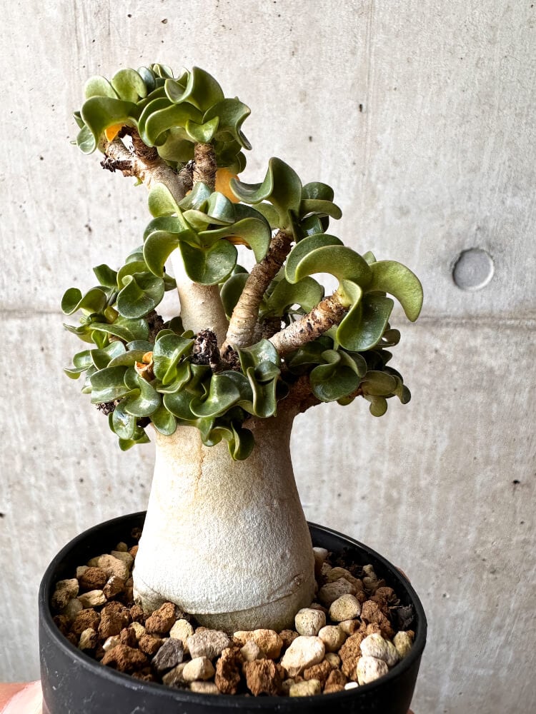 【現品限り】アデニウム・DHA 大株 葉巻【C86】 Adenium DHA