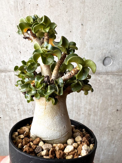 【現品限り】アデニウム・DHA 大株 葉巻【C86】 Adenium DHA