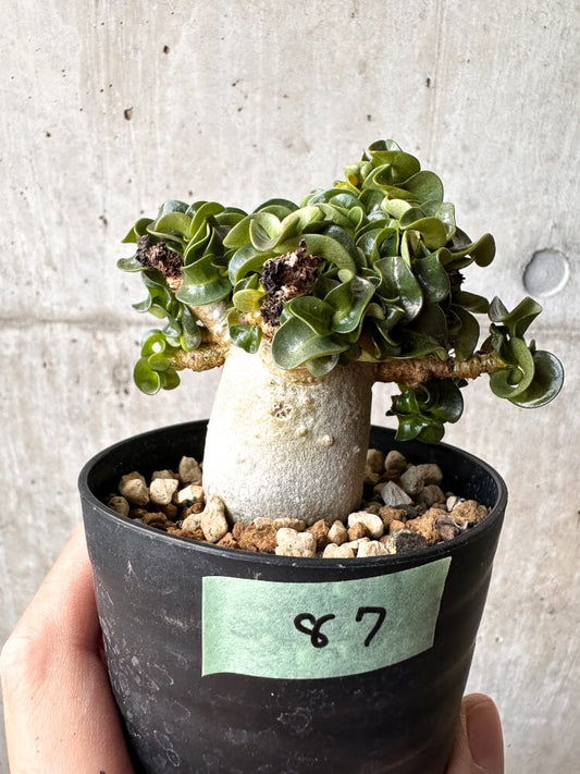 【現品限り】アデニウム・DHA 大株 葉巻【C87】 Adenium DHA
