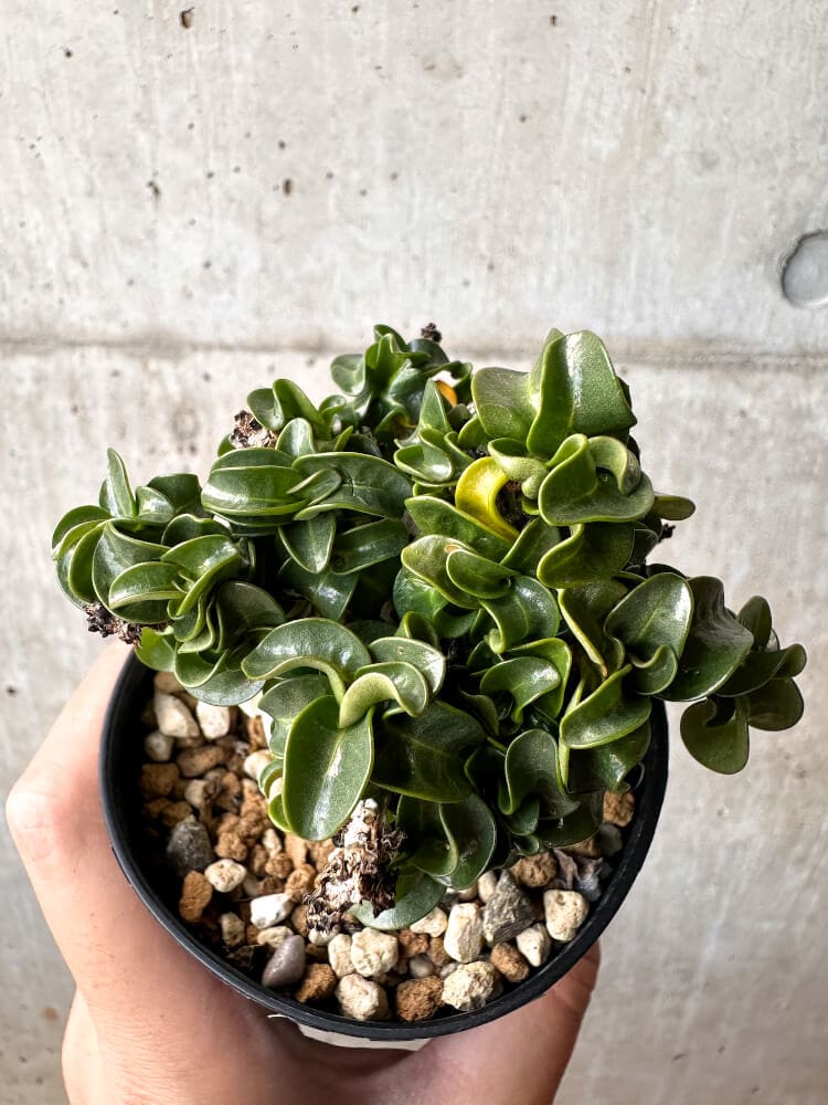 【現品限り】アデニウム・DHA 大株 葉巻【C87】 Adenium DHA