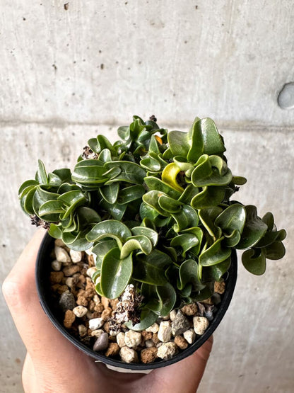 【現品限り】アデニウム・DHA 大株 葉巻【C87】 Adenium DHA