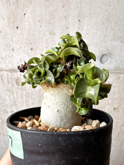 【現品限り】アデニウム・DHA 大株 葉巻【C87】 Adenium DHA