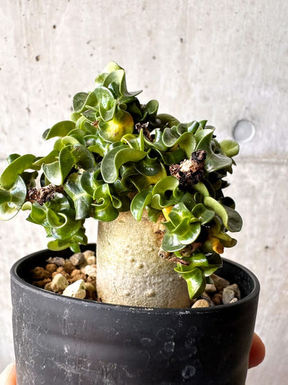 【現品限り】アデニウム・DHA 大株 葉巻【C87】 Adenium DHA