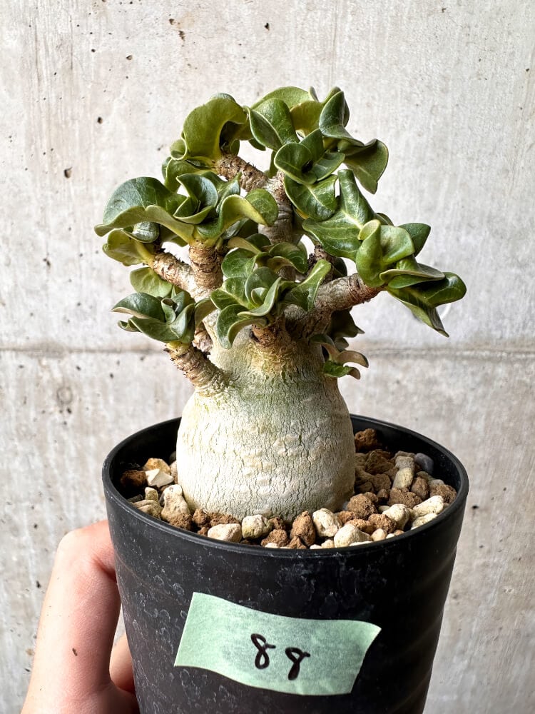 【現品限り】アデニウム・DHA 大株 葉巻【C88】 Adenium DHA