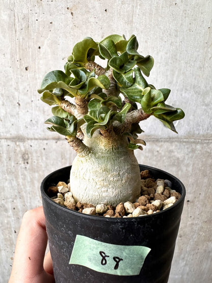 【現品限り】アデニウム・DHA 大株 葉巻【C88】 Adenium DHA