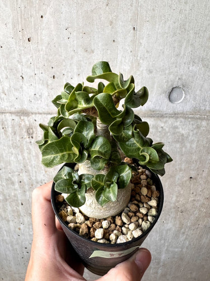 【現品限り】アデニウム・DHA 大株 葉巻【C88】 Adenium DHA