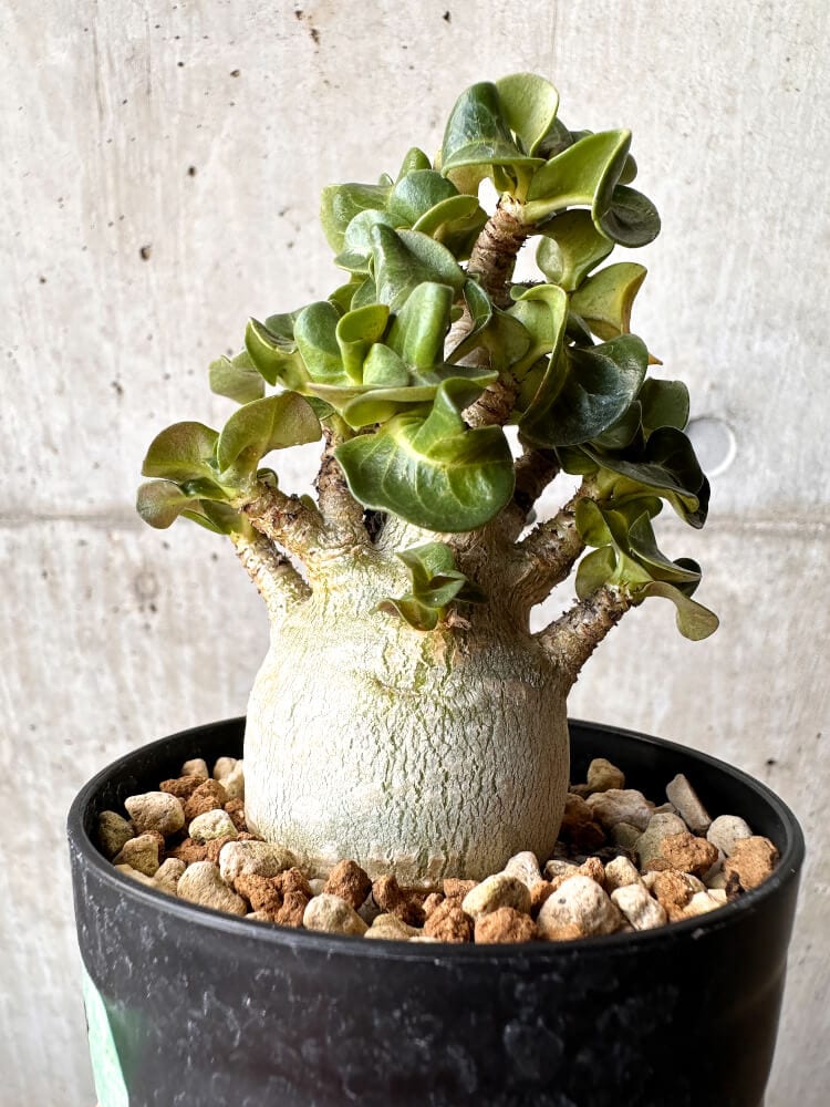 【現品限り】アデニウム・DHA 大株 葉巻【C88】 Adenium DHA