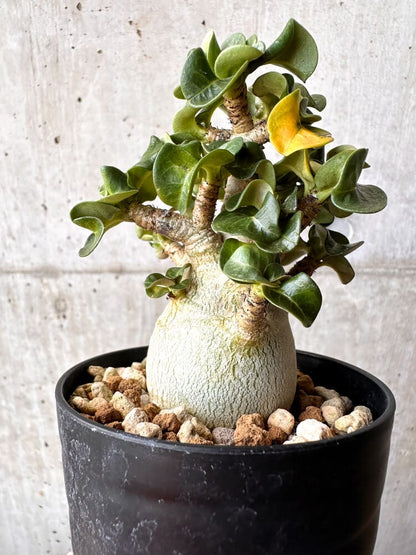 【現品限り】アデニウム・DHA 大株 葉巻【C88】 Adenium DHA