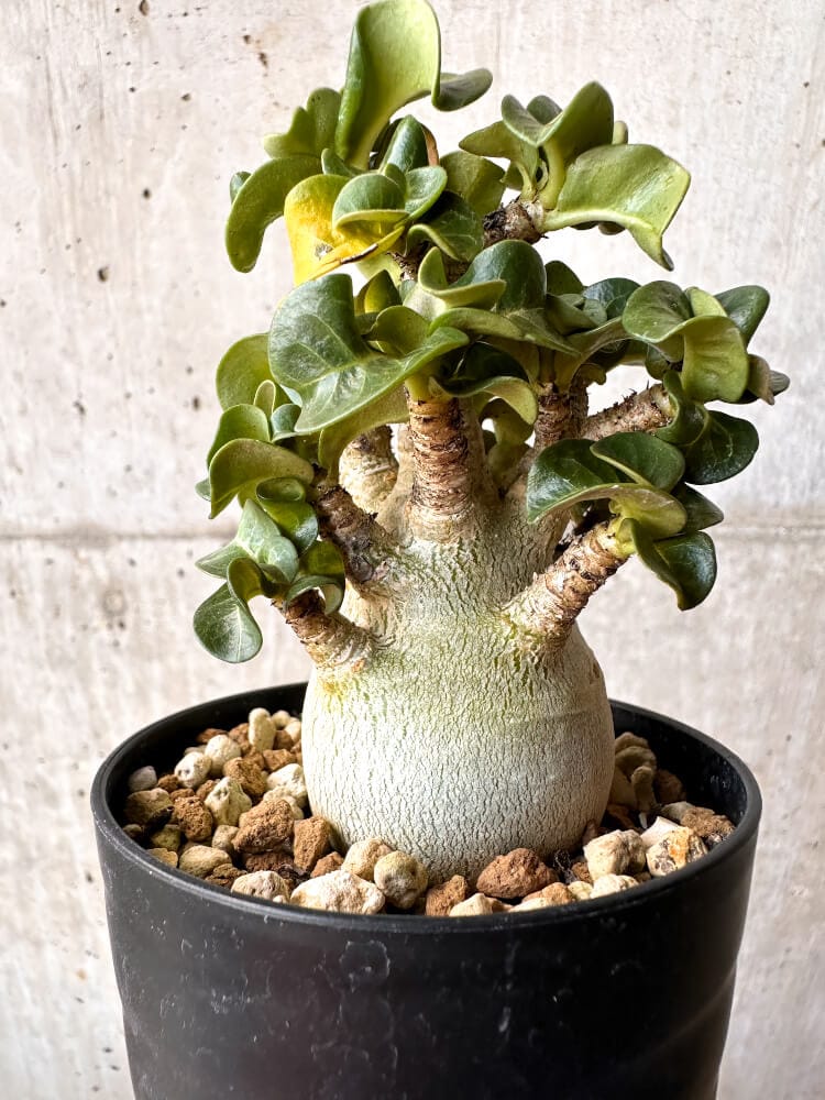 【現品限り】アデニウム・DHA 大株 葉巻【C88】 Adenium DHA
