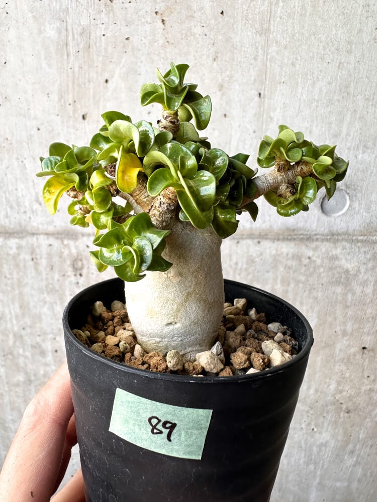 【現品限り】アデニウム・DHA 大株 葉巻【C89】 Adenium DHA
