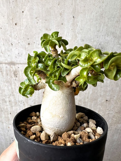 【現品限り】アデニウム・DHA 大株 葉巻【C89】 Adenium DHA