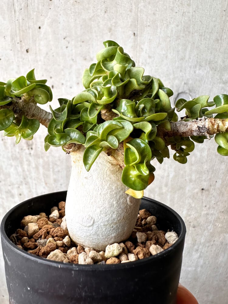 【現品限り】アデニウム・DHA 大株 葉巻【C89】 Adenium DHA
