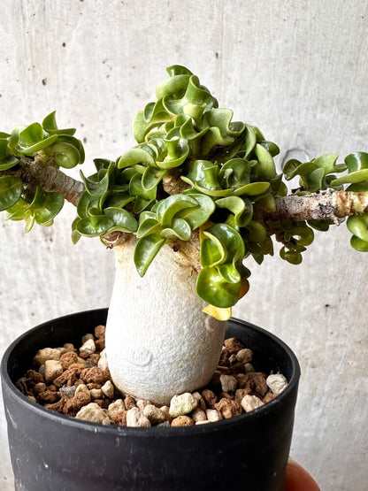 【現品限り】アデニウム・DHA 大株 葉巻【C89】 Adenium DHA