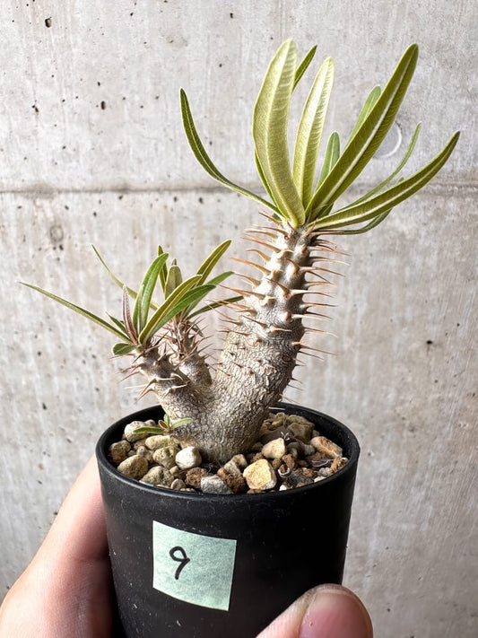 【現品限り】パキポディウム・グラキリス 実生【C9】 Pachypodium gracilius