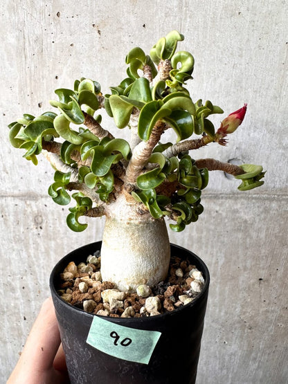 【現品限り】アデニウム・DHA 大株 葉巻【C90】 Adenium DHA
