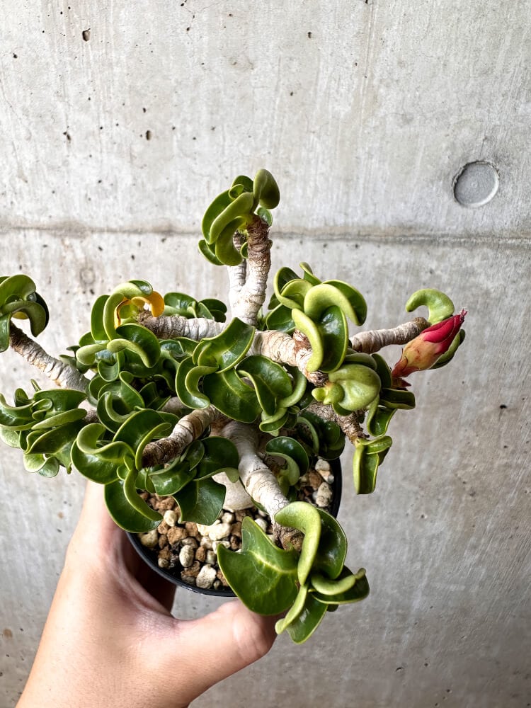 【現品限り】アデニウム・DHA 大株 葉巻【C90】 Adenium DHA