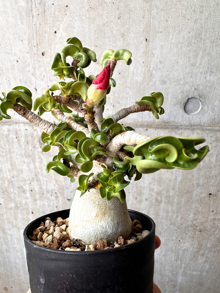 【現品限り】アデニウム・DHA 大株 葉巻【C90】 Adenium DHA