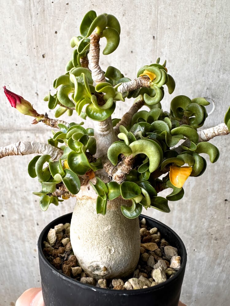 【現品限り】アデニウム・DHA 大株 葉巻【C90】 Adenium DHA