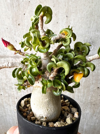 【現品限り】アデニウム・DHA 大株 葉巻【C90】 Adenium DHA