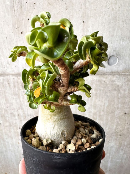 【現品限り】アデニウム・DHA 大株 葉巻【C90】 Adenium DHA