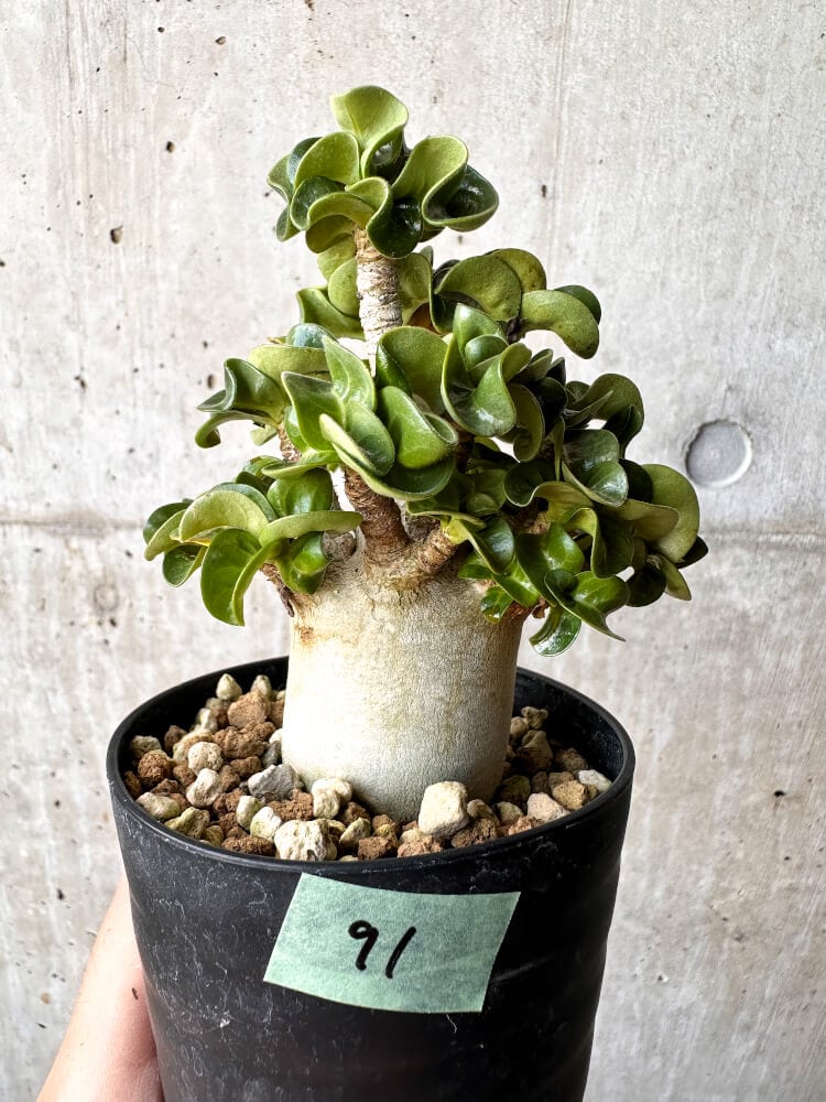 【現品限り】アデニウム・DHA 大株 葉巻【C91】 Adenium DHA