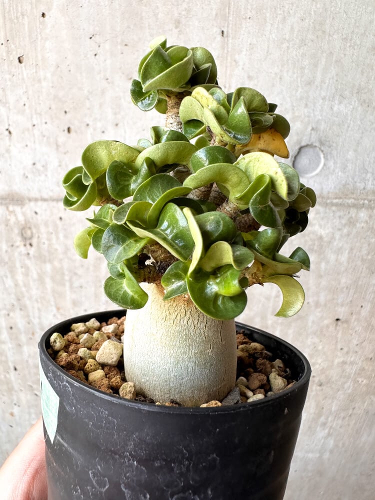 【現品限り】アデニウム・DHA 大株 葉巻【C91】 Adenium DHA
