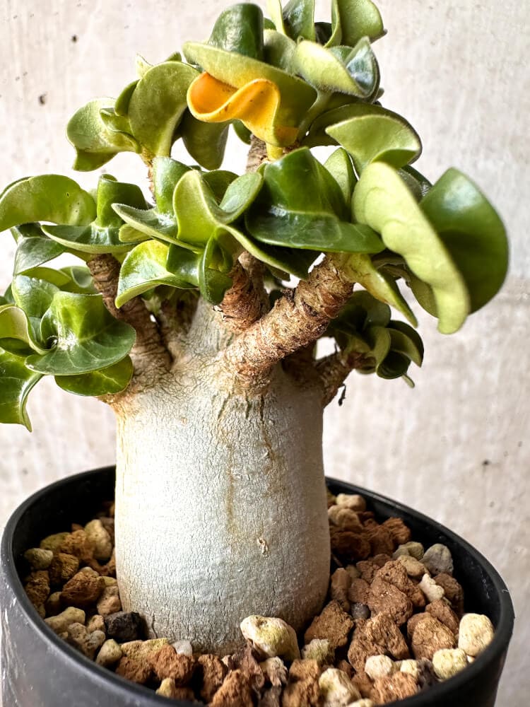 【現品限り】アデニウム・DHA 大株 葉巻【C91】 Adenium DHA