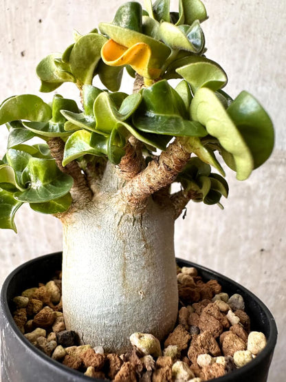 【現品限り】アデニウム・DHA 大株 葉巻【C91】 Adenium DHA