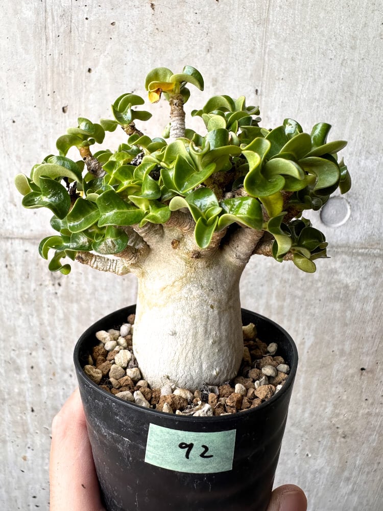 【現品限り】アデニウム・DHA 大株 葉巻【C92】 Adenium DHA