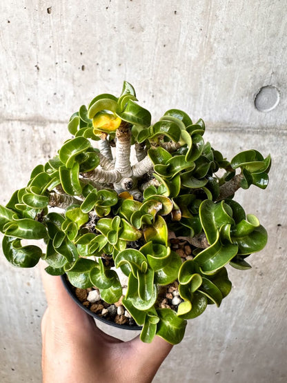 【現品限り】アデニウム・DHA 大株 葉巻【C92】 Adenium DHA