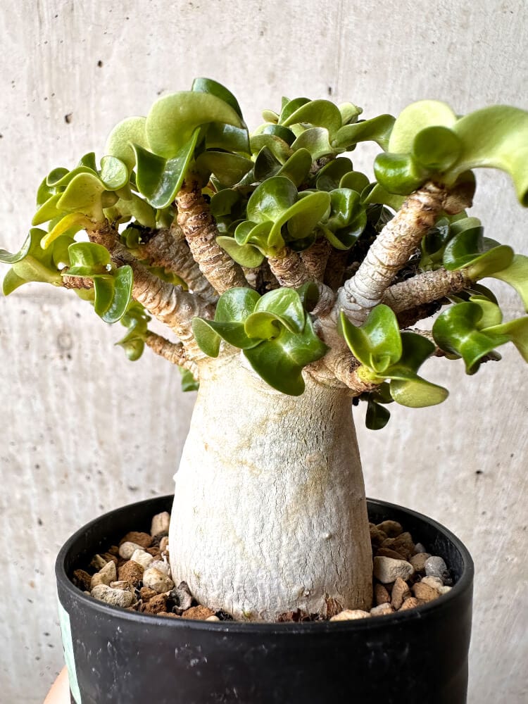 【現品限り】アデニウム・DHA 大株 葉巻【C92】 Adenium DHA