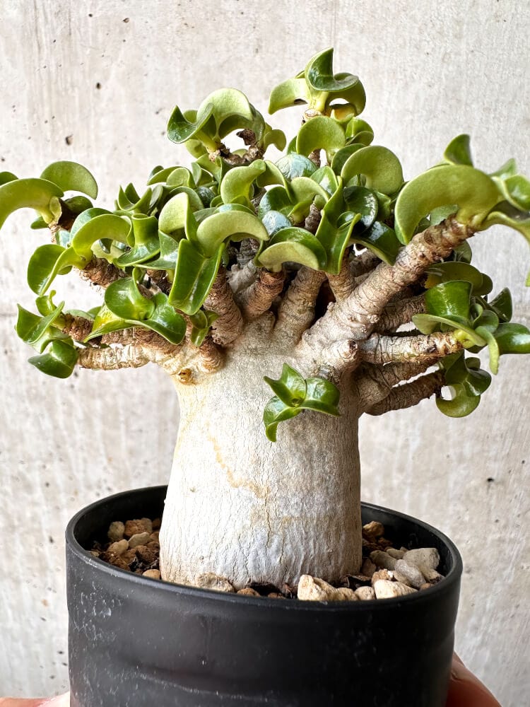 【現品限り】アデニウム・DHA 大株 葉巻【C92】 Adenium DHA
