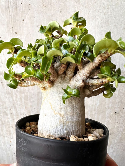 【現品限り】アデニウム・DHA 大株 葉巻【C92】 Adenium DHA