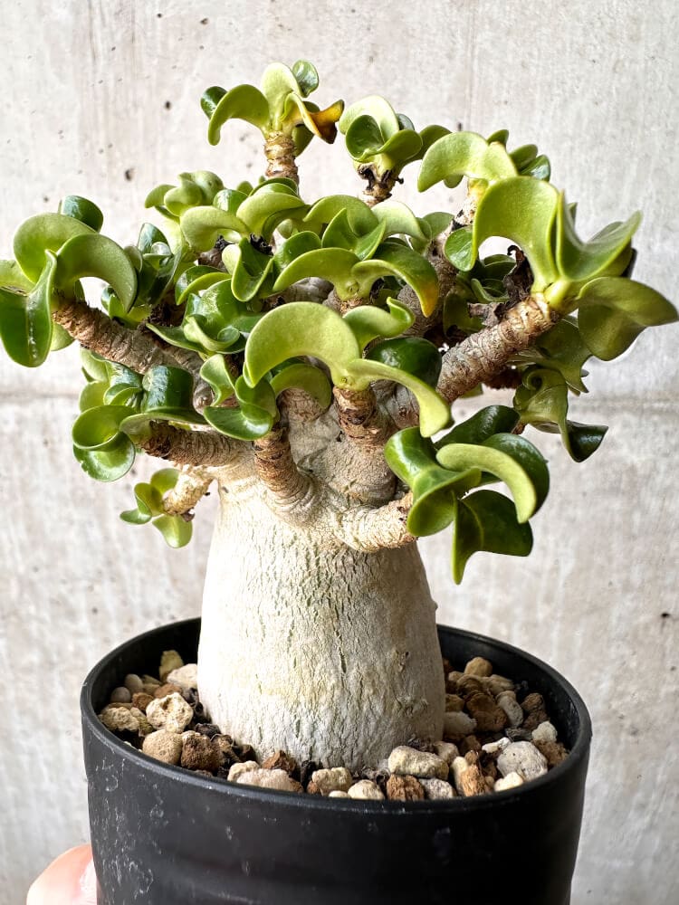 【現品限り】アデニウム・DHA 大株 葉巻【C92】 Adenium DHA