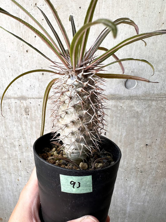 【現品限り】パキポディウム・ゲアイー2018年実生【C93】 Pachypodium geayi