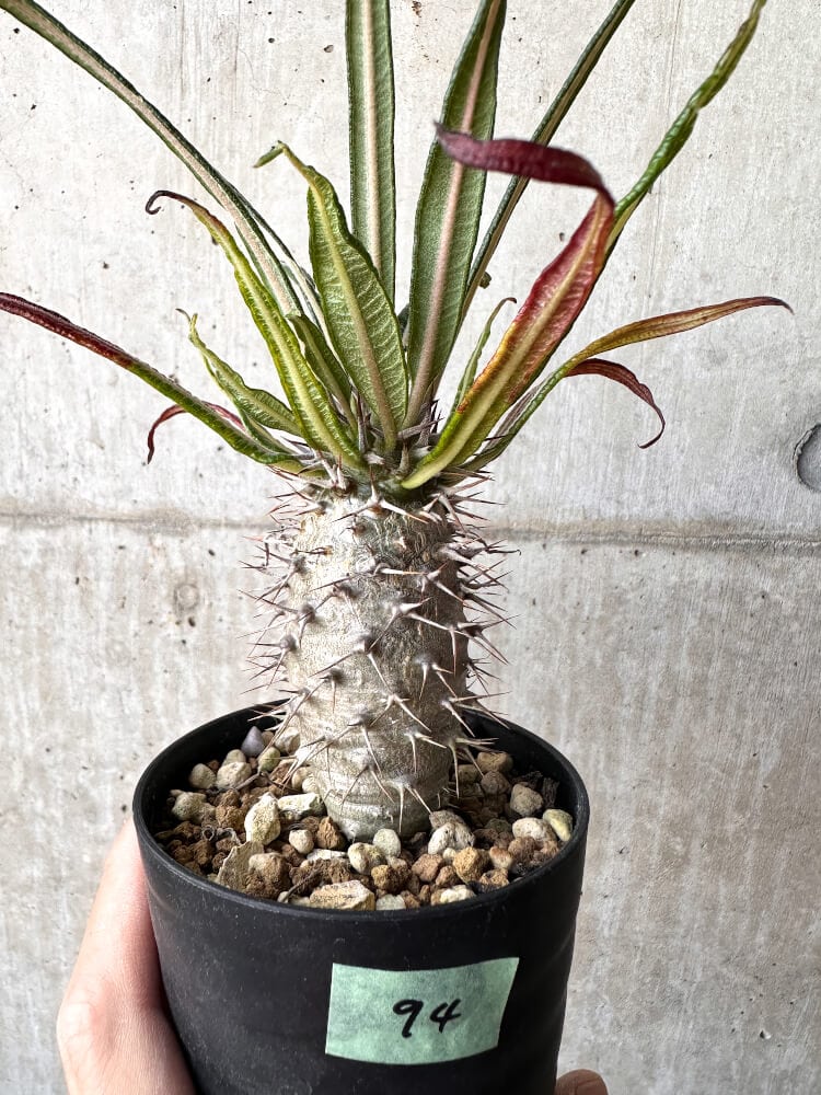 【現品限り】パキポディウム・ゲアイー2018年実生【C94】 Pachypodium geayi