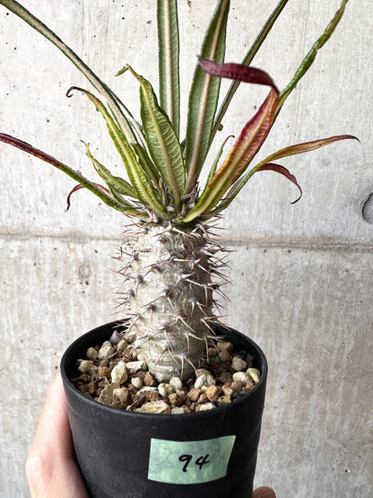 【現品限り】パキポディウム・ゲアイー2018年実生【C94】 Pachypodium geayi