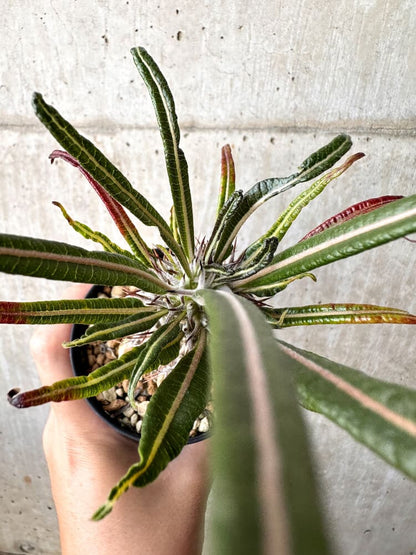 【現品限り】パキポディウム・ゲアイー2018年実生【C94】 Pachypodium geayi