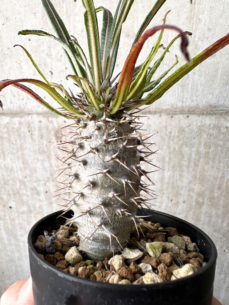 【現品限り】パキポディウム・ゲアイー2018年実生【C94】 Pachypodium geayi