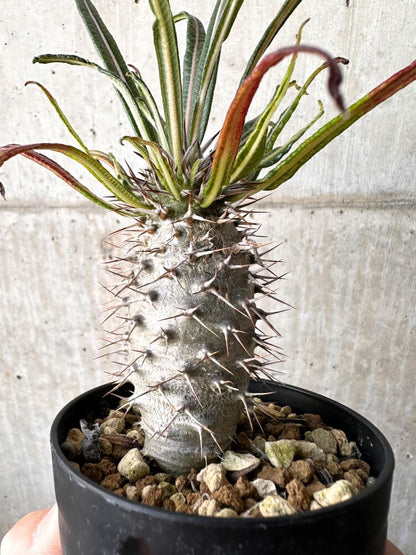 【現品限り】パキポディウム・ゲアイー2018年実生【C94】 Pachypodium geayi