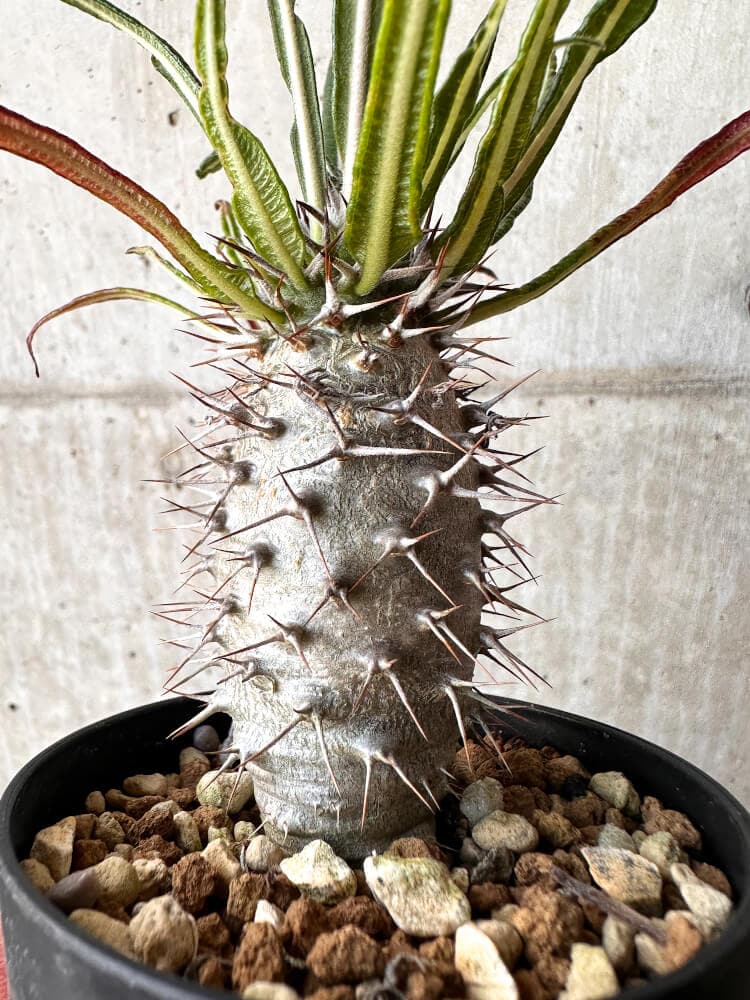 【現品限り】パキポディウム・ゲアイー2018年実生【C94】 Pachypodium geayi