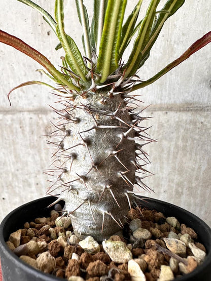 【現品限り】パキポディウム・ゲアイー2018年実生【C94】 Pachypodium geayi