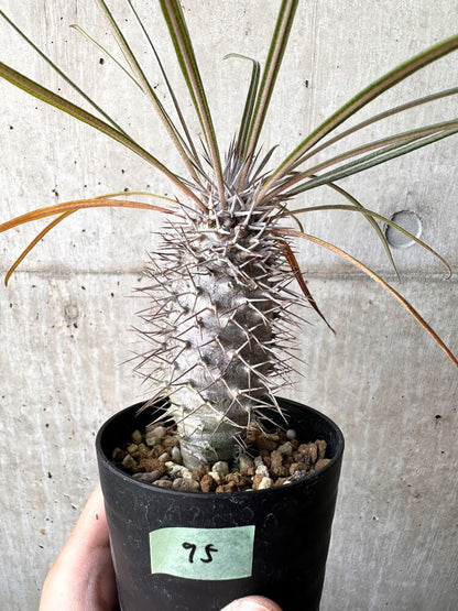 【現品限り】パキポディウム・ゲアイー2018年実生【C95】 Pachypodium geayi