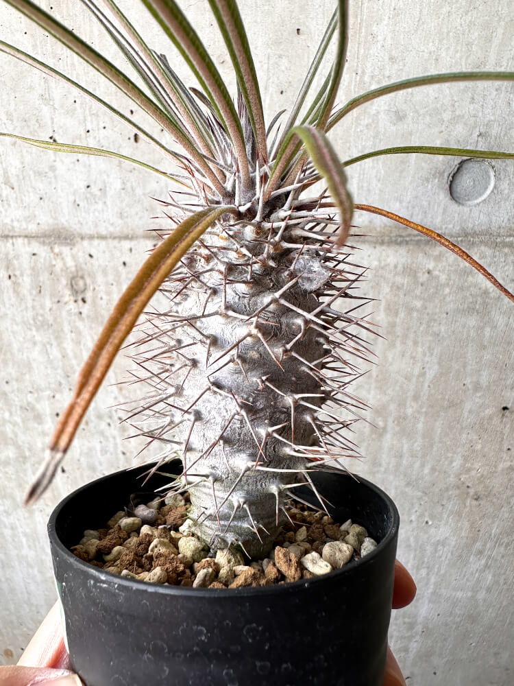 【現品限り】パキポディウム・ゲアイー2018年実生【C95】 Pachypodium geayi