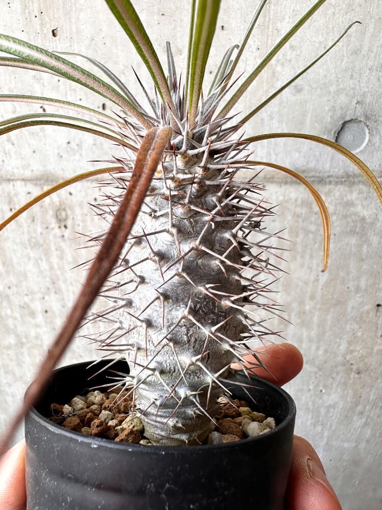 【現品限り】パキポディウム・ゲアイー2018年実生【C95】 Pachypodium geayi