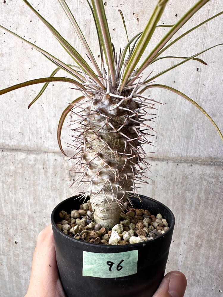 【現品限り】パキポディウム・ゲアイー2018年実生【C96】 Pachypodium geayi