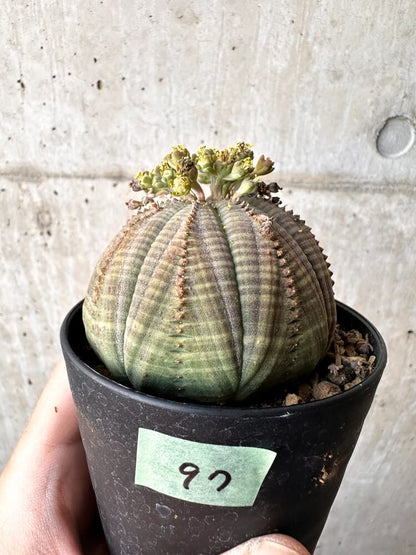 【現品限り】ユーフォルビア・オベサ オス 美株 南アフリカ由来【C97】 Euphorbia obesa