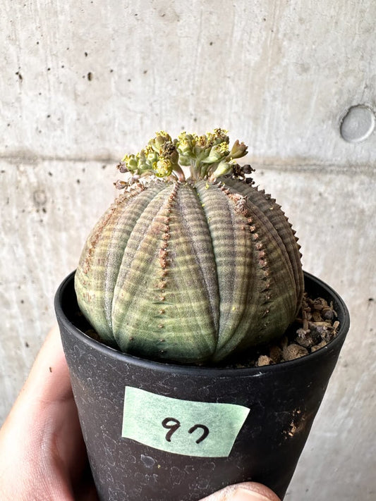 【現品限り】ユーフォルビア・オベサ オス 美株 南アフリカ由来【C97】 Euphorbia obesa